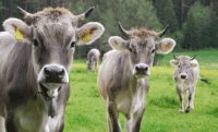 Cows in Switzerland